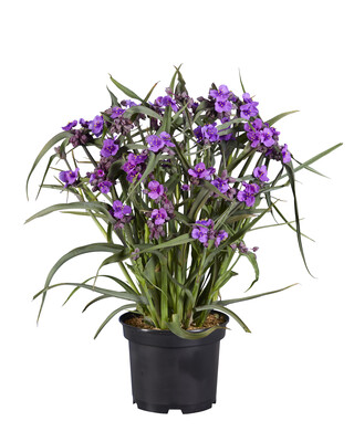 Concept Plants | Tradescantia andersoniana 'JS Brainstorm' PP35,884